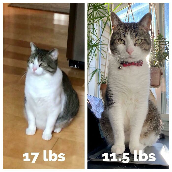 My Handsome Holland Has Lost 5.5 Lbs Since My Fiancé And I Adopted Him 2 Years Ago!