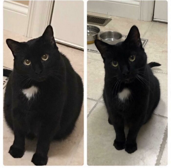 Dechonkification: Complete (This Is My Cat, Who Managed To Go From 20 To 14 Pounds In A Little Over A Year!)