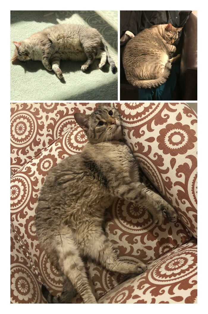 Stan Has Successfully Dechonked At 10 Years Old! He’s Got A Long Life Ahead Of Him
