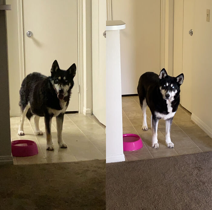 The Day I Rescued Her (The Day Before Illinois Went Into Quarantine) vs. Today