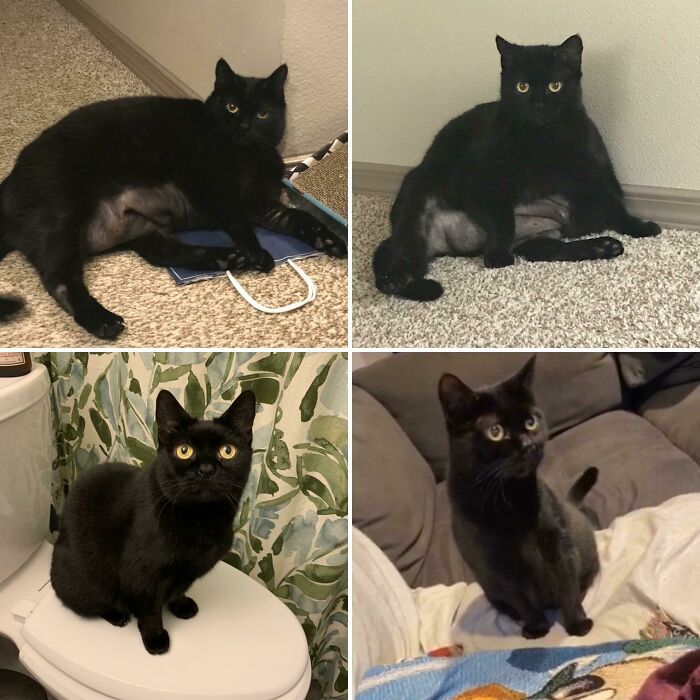 Even Though We Loved Our Chonker Girl, We Knew She’d Be Happier Healthy. After Starting Medication For Her Barbering, A Prescription Diet For Weight Loss, And A New Feeding Schedule, She’s A Chonker No More!