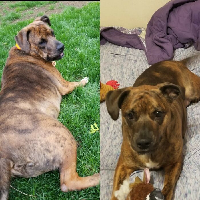 Two Years After Being Diagnosed With Thyroid Failure, 40 Pounds Lighter, And What Looks Like A Trip Through A Time Machine, Milo Is A Whole New Dog!