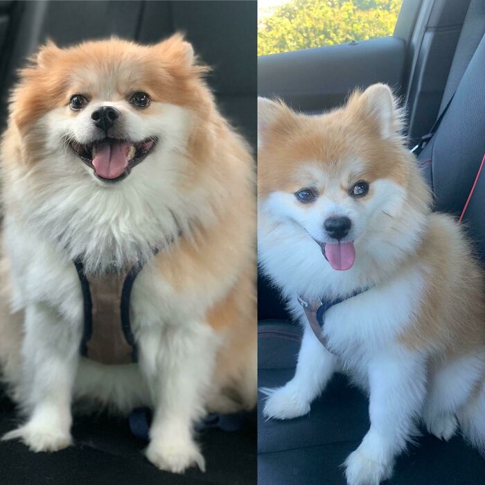 Shiloh At ~25lbs vs. ~18lbs. He’s Got 3 More Pounds To Go Until He Reaches The Vet’s Goal Weight! He’s Definitely More Energetic And 110% Still A Good Boy