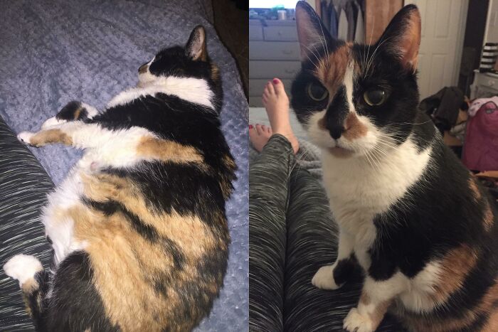 2 Years Ago, Dolly Used To Be A Hospice Cat. Today, She’s Gone From 18 Pounds To 12, And Is Living The Life A Cat Should!