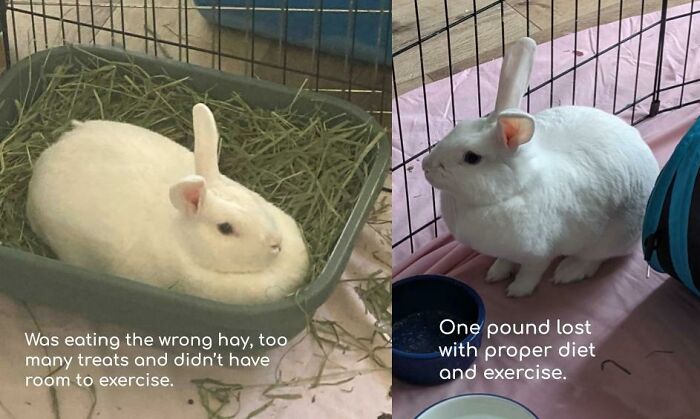 Poor Bunny Was Overweight With The Wrong Hay, Too Many Treats And No Space For Exercise. Just A Couple Months Later And She's Lost One Pound!