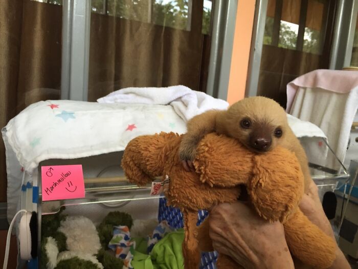 New Baby Marshmallow At The Sloth Sanctuary