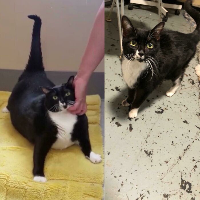 From Fat Lucy To Fab Lucy! She Was Rescued Weighing 26lbs, But Now Is Back To A Healthy Weight!