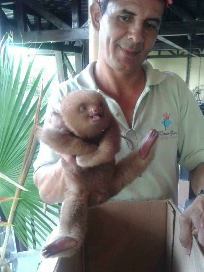A Happy Baby Sloth