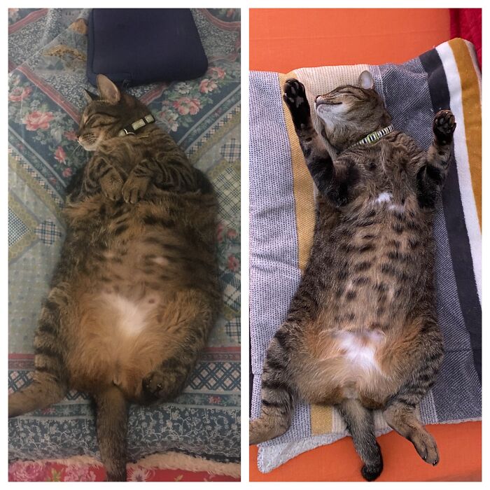 Zita Has Been Dechonking Since March 2020. Check Out The Difference, October 2018 vs. Today! This Girl Is 13 Years Old And The Weight Loss Has Made Her Look And Play Like A Youngster Again :) She Lost A Little Over 1.5kg, Most Of Her Bulk Is Loose Skin Now