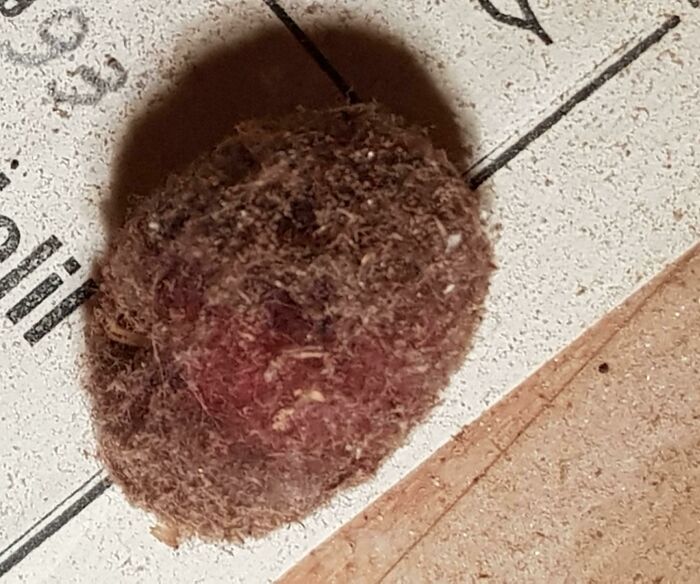 Found Inside A Musical Instrument, It Is The Size Of A Big Grape But There Aren't Any Holes Big Enough For It To Have Fallen Inside