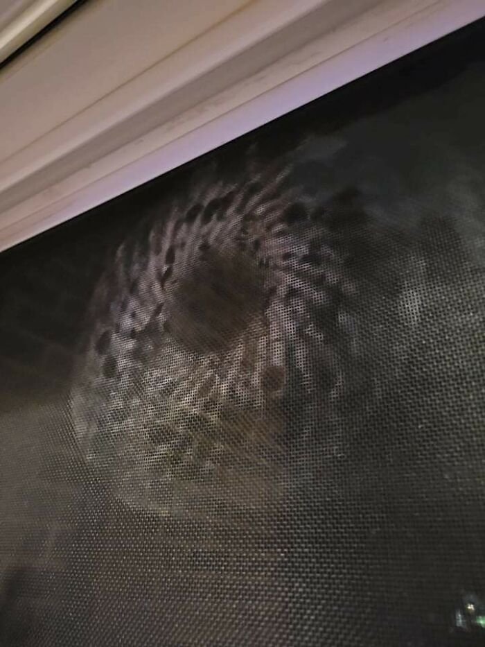 These Strange Dust Patterns Keep Showing Up On Screens Of My Apartment Windows
