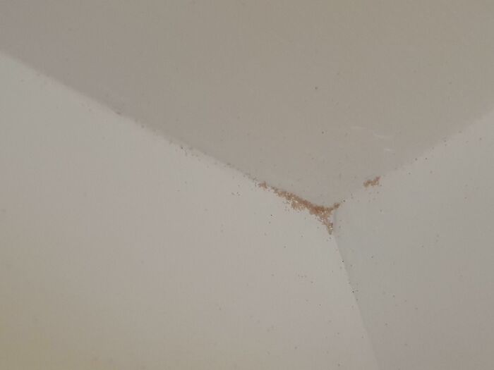 ¿Qué es este "polvo" rosa que sigue reapareciendo en las esquinas del techo de mi cocina a las pocas horas de ser limpiado?