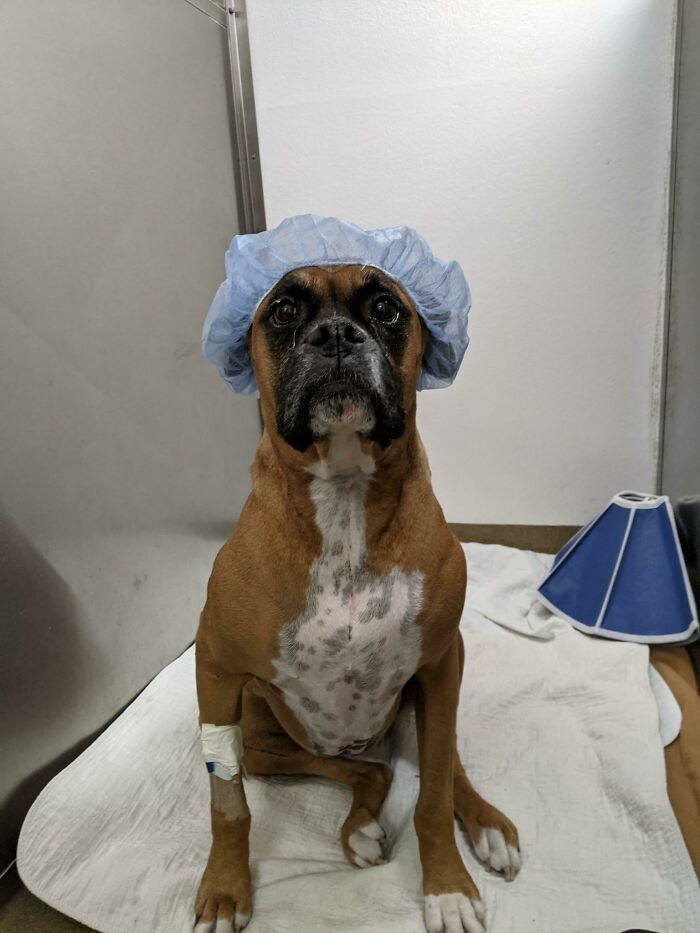 El veterinario está muy familiarizado con mi bóxer. Sabe que es de buen carácter, así que decidió ponerle una gorra. Me envió esta foto