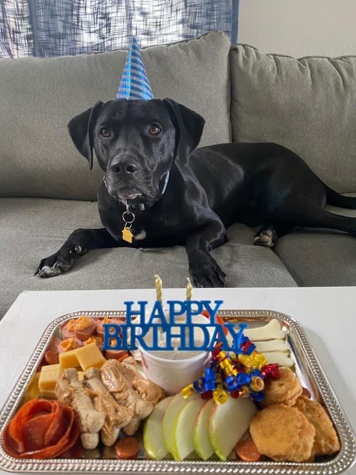 My Wife Made Our Dog A “Barkuterie Board” For His Birthday