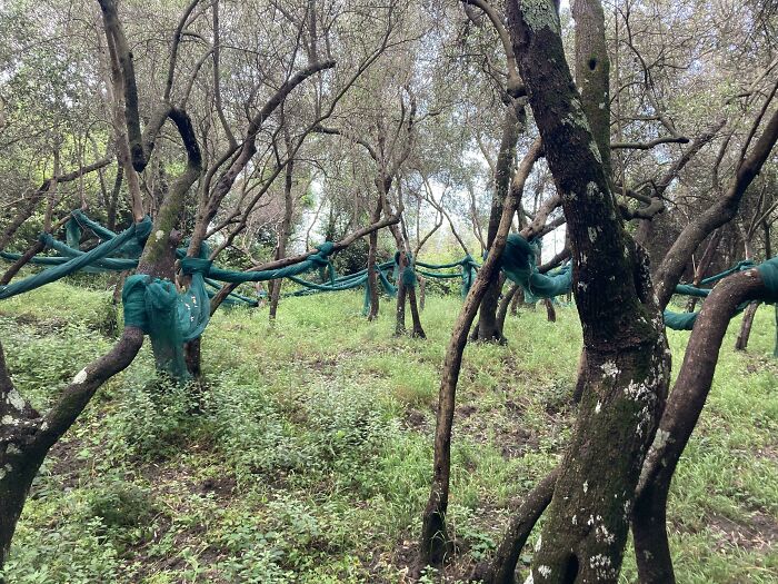 Redes azules atadas entre los árboles. Encontrado mientras hacía senderismo en el Parque Nacional de Cinque Terre en Italia