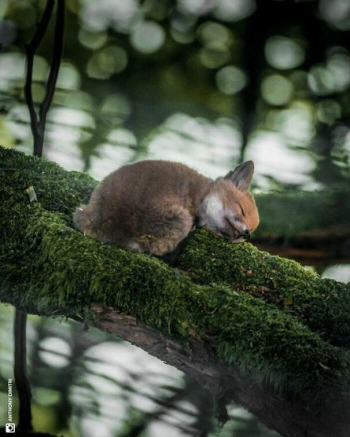 Un zorro bebé durmiendo sobre una rama