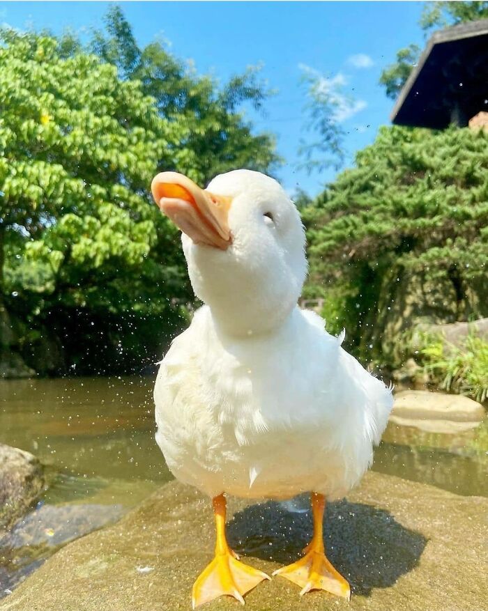 Mr. Duck Muchly Happy Under Sun