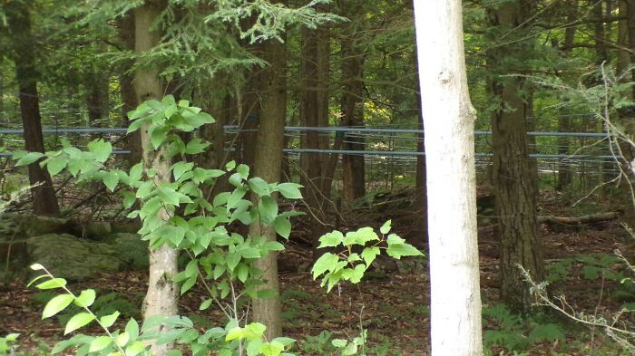 Pipes Running Throughout A Wooded Area. Spotted Near A Quarry In Pa. What Are They For?