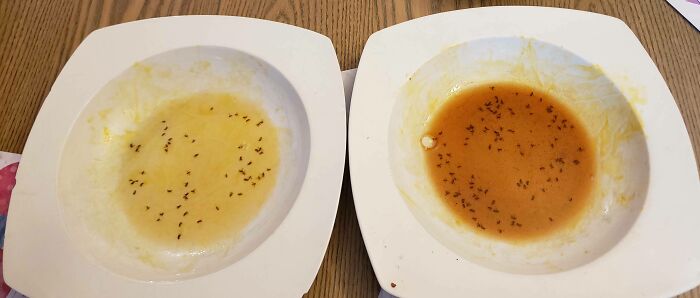 Red Wine Vinegar Attracts Almost Twice As Many Fruit Flies As White Wine Vinegar