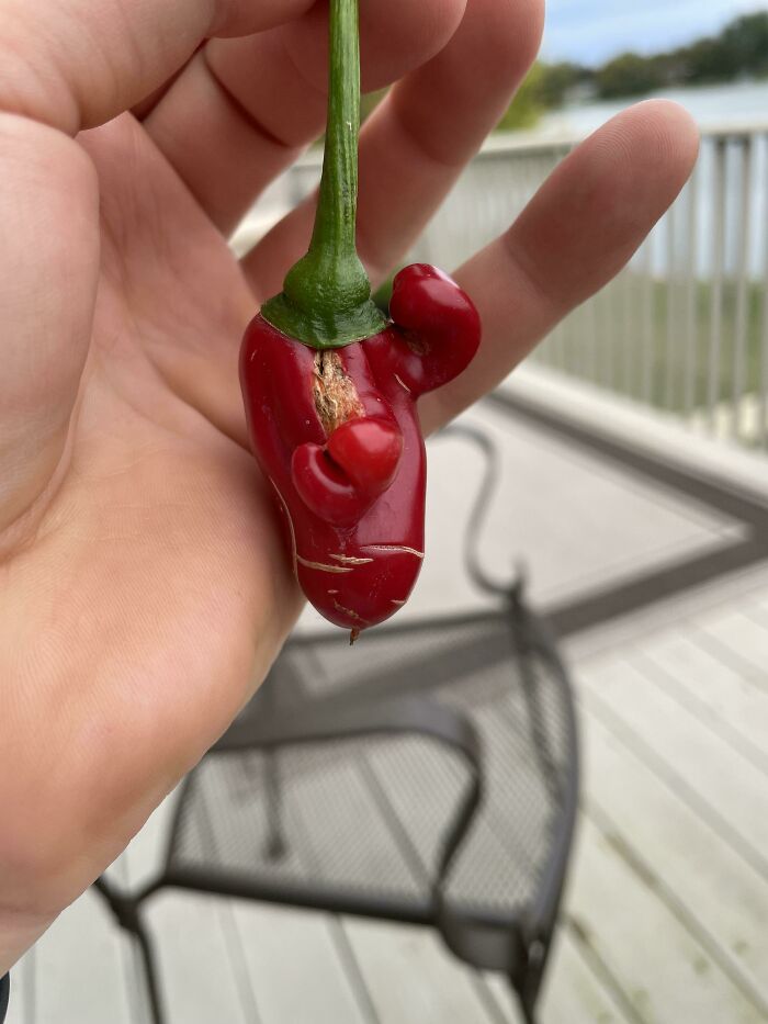 This Pepper Looks Like It’s Challenging Me To Fisticuffs In 1820