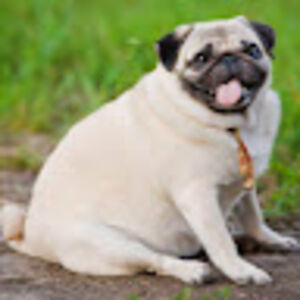 1000 Subs with some videos