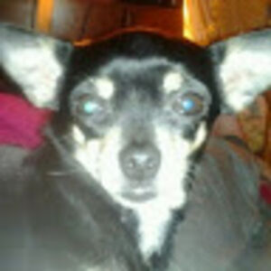 laurirobinson_1 avatar