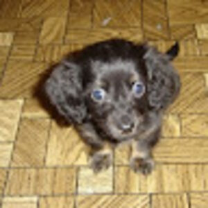 sandyklocinski avatar