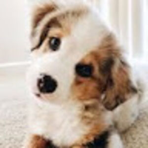 juliahankenson avatar