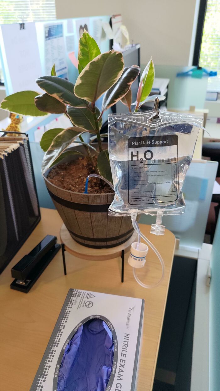 Bolsa de riego intravenosa de plantas que vi en la consulta de mi médico