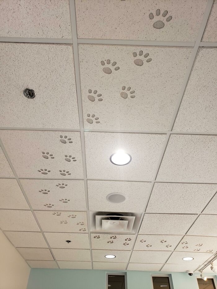 El techo de mi veterinario tenía huellas de pisadas