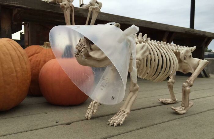 Veterinarian's Halloween Display Is On Point