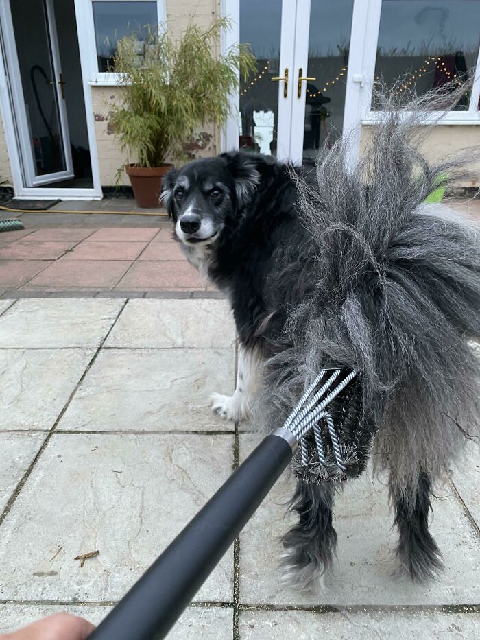 My Old Boy Who Came To Let Me Know He’d Found The BBQ Brush. Got It Stuck In His Butt