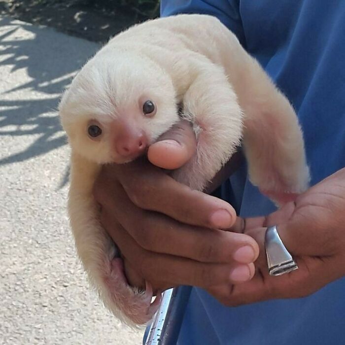 Have You Ever Seen An Albino Sloth?