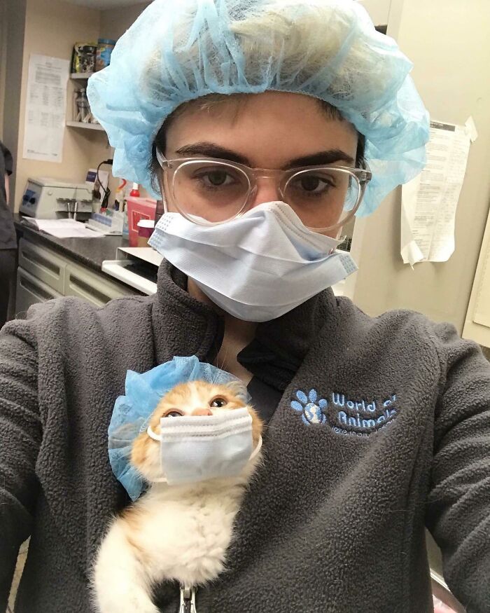 Asistente gatuno quirúrgico de veterinaria