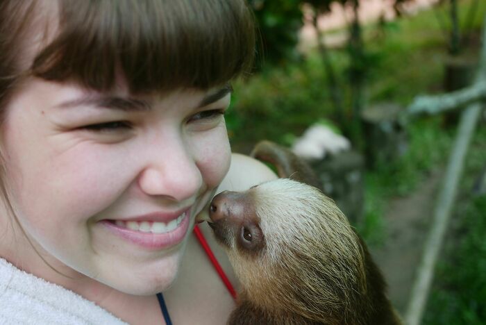 Sloth Kisses