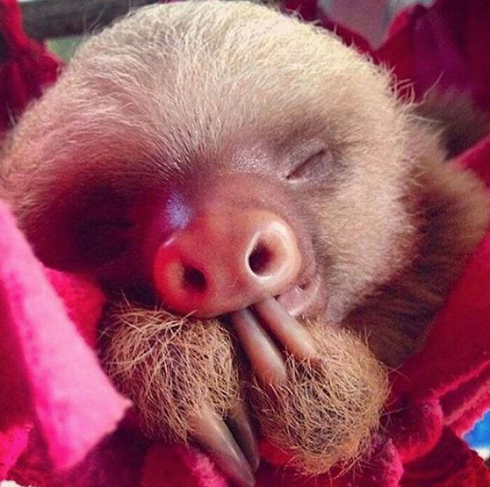 Sleepy Sloths Suck Their Thumbs