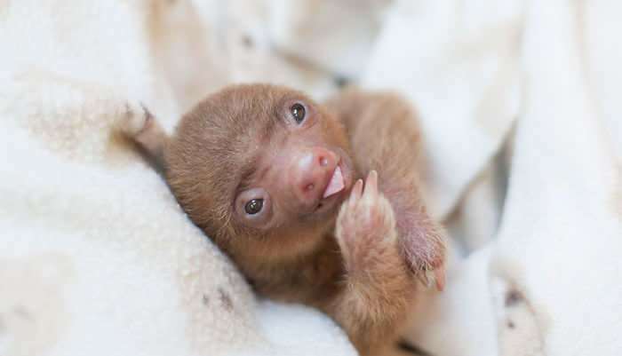 Teeny Tiny Baby Sloth
