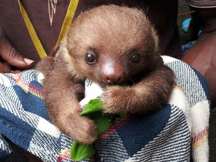 Sloths Are Adorable