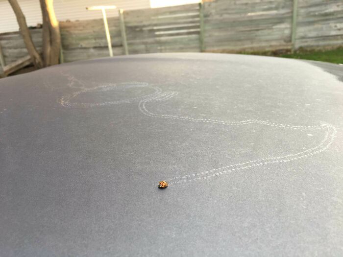 Lady Bug Made A Trail In The Morning Dew On My Car