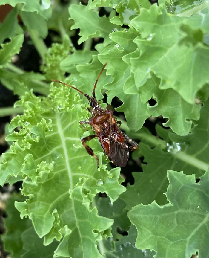 An Assassin Bug