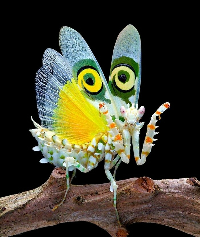 Bugs Are Truly Spectacular And Here Are 40 Pics To Prove That Bored Panda