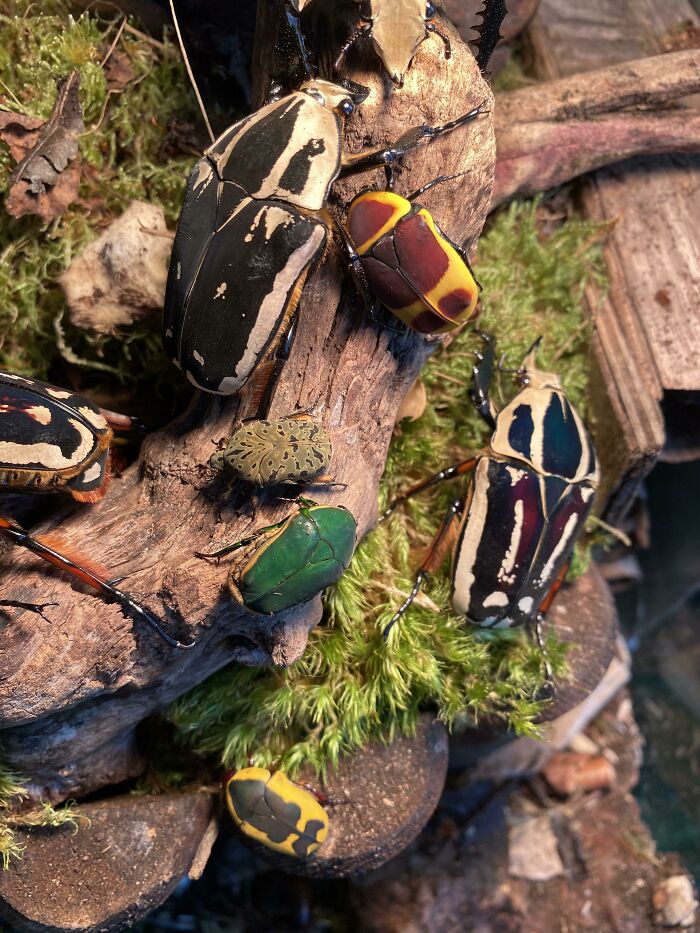 All Five Of The Species Of Beetles Currently Cohabiting In My Display Tank