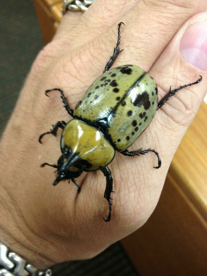 An Inordinately Large Beetle