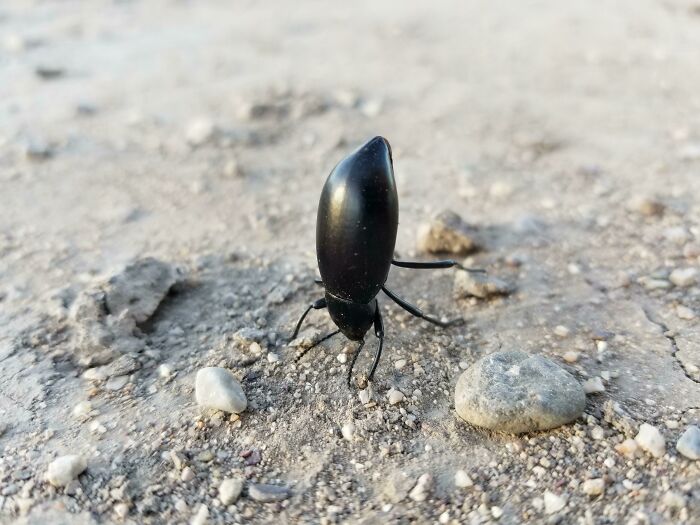 When I Walked Up To This Beetle, It Did A Hand Stand And Froze