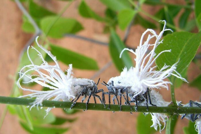 Leaf Bugs, A Species Unique To Madagascar