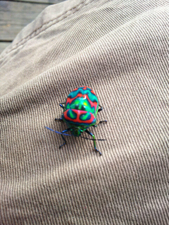 This Trippy Little Bug Landed On Me Today