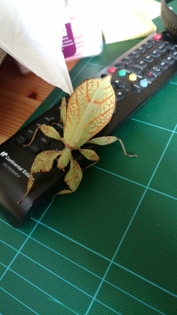 This Leaf Bug Is Trying To Switch The Channel