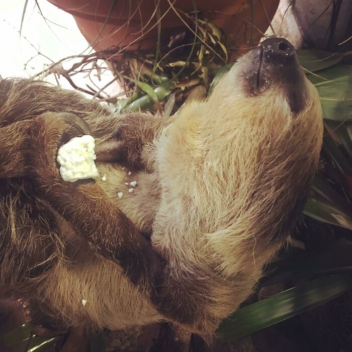 Mervin The Two Toed Sloth Fell Asleep While Eating His Cauliflower