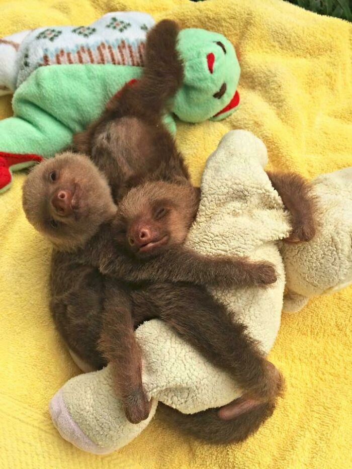 Here's A Picture Of Two Baby Sloths Cuddling I Thought You All Needed