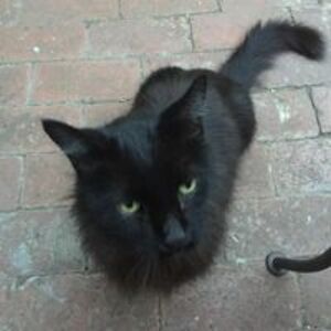 boo_kitty_evans avatar